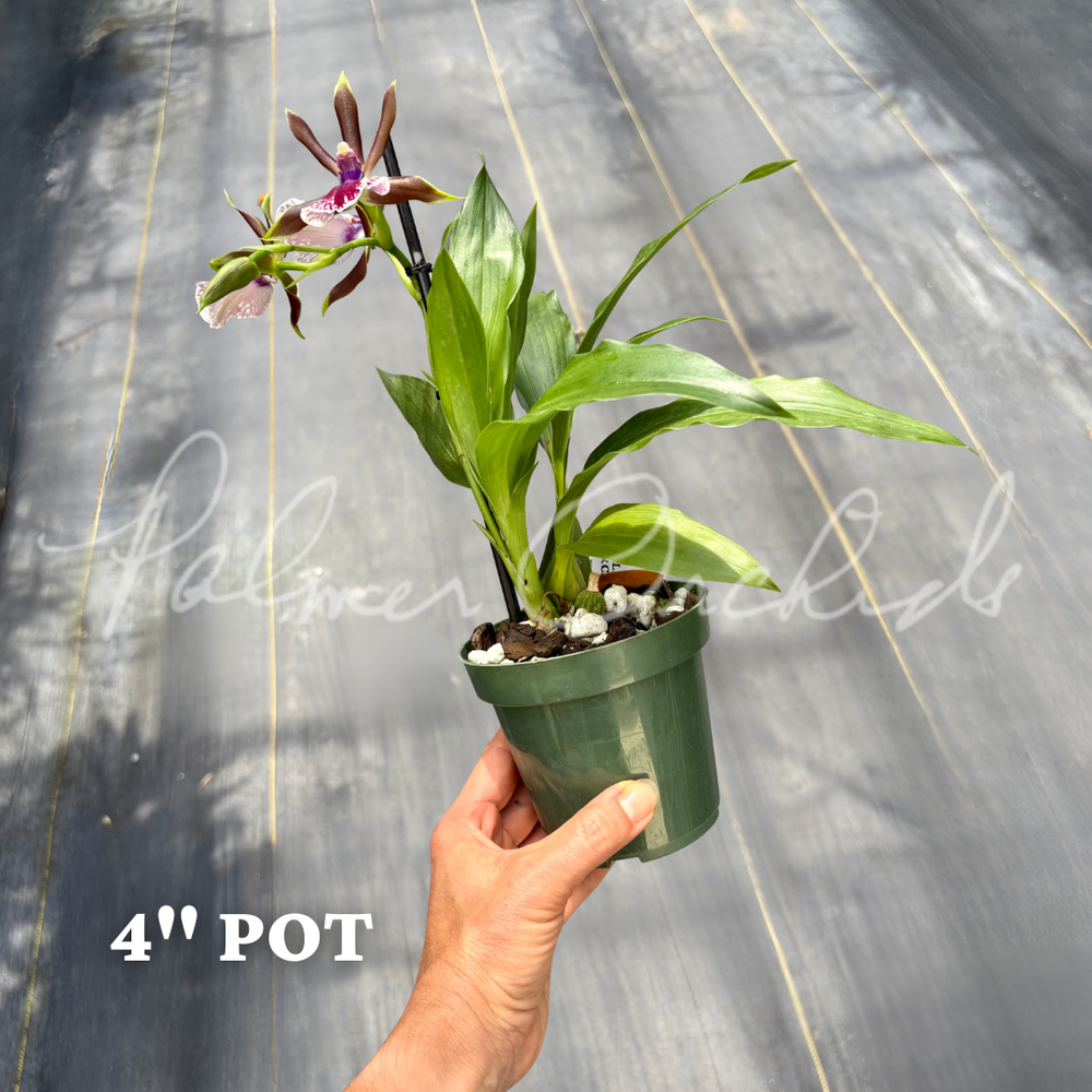 Zygolum Louisendorf — Palmer Orchids